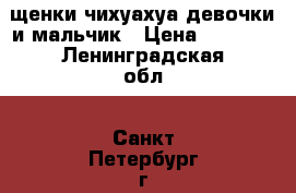 щенки чихуахуа девочки и мальчик › Цена ­ 8 000 - Ленинградская обл., Санкт-Петербург г. Животные и растения » Собаки   . Ленинградская обл.